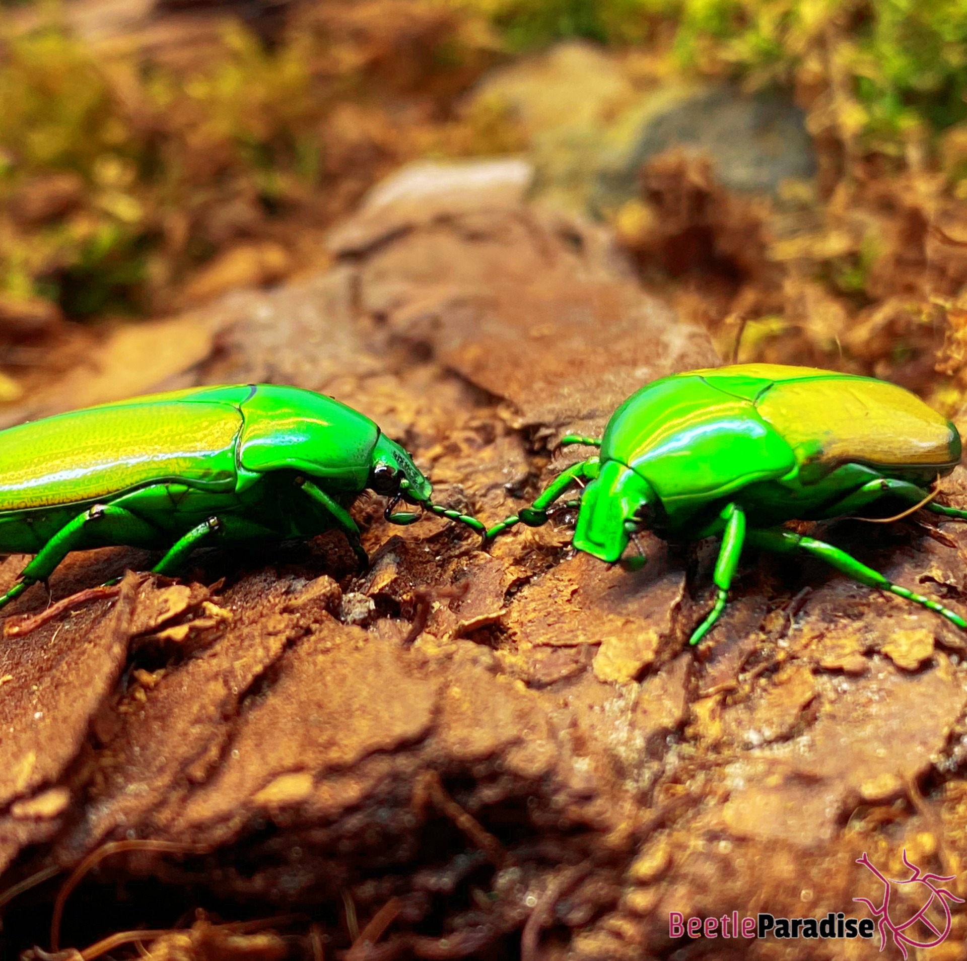 Chlorocala africana camerunica